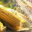 Dopłaty do kukurydzy – wnioski o pomoc do 29 lutego