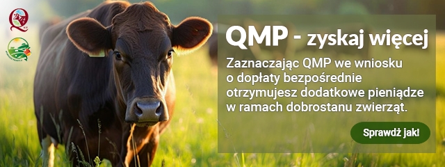 Ekoschemat „Dobrostan zwierząt” Dodatkowe pieniądze dla hodowców bydła z QMP
