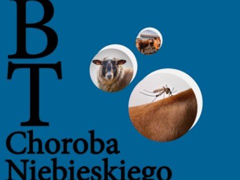 Informacja w związku z występowaniem choroby niebieskiego języka (BT) w Polsce