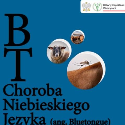 Informacja w związku z występowaniem choroby niebieskiego języka (BT) w Polsce
