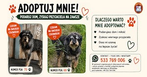 Czekają na kochający dom – poznaj naszych podopiecznych!